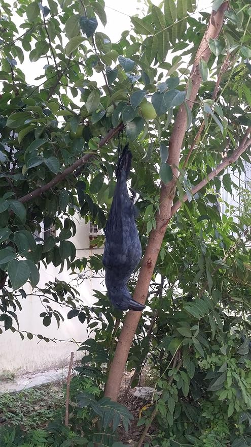 22 inch More Large Size Realistic Hanging Dead Crow Decoy for CrowsPerfect Halloween Decorations！