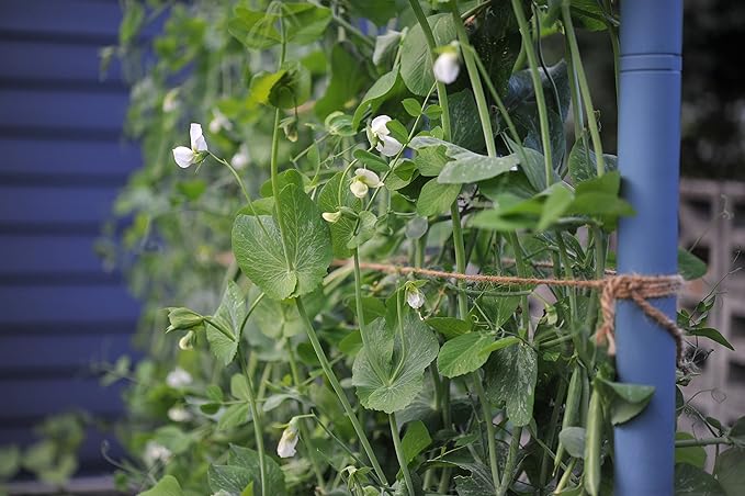 Seattle Urban Farm Company - Freyr Trellis - Vegetable Garden Trellis for Tomatoes Cucumbers Beans Peas and More