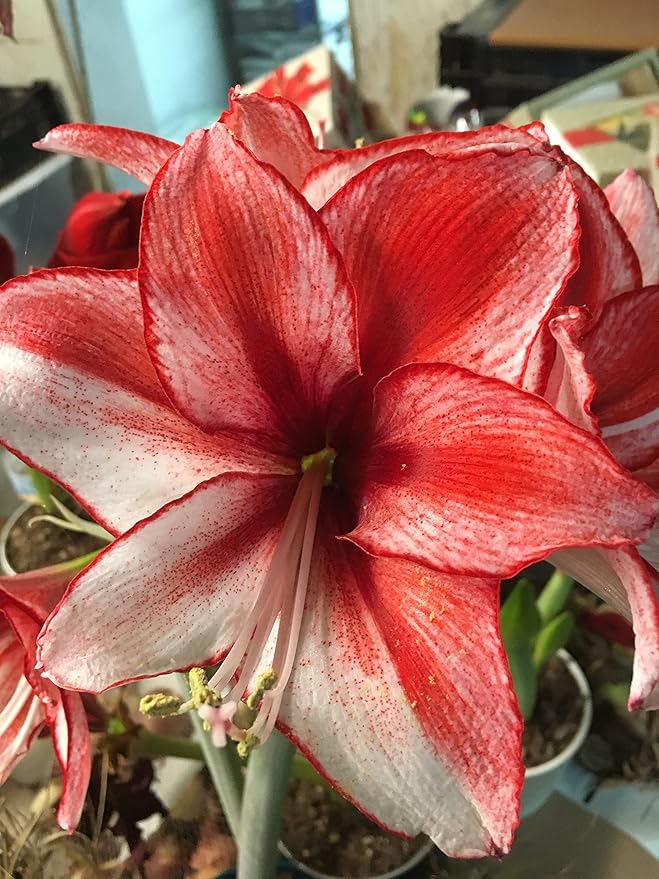 Tin Charisma Amaryllis Holiday Gift Growing Kit Deluxe Edition. Includes a Rustic Tin Pot a Large Charisma Bulb in a Burlap Bag with a Red Ribbon and Growing Medium