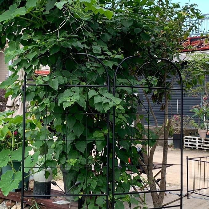 Metal Garden Trellis 2 Pack Metal Trellis for Climbing Plants