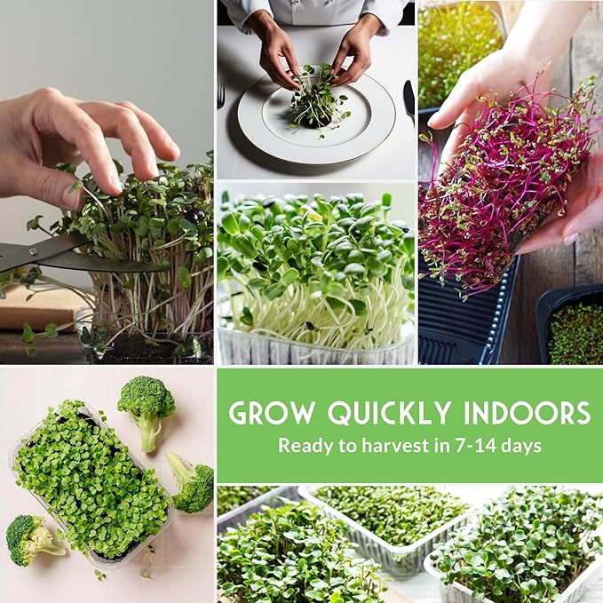 Microgreens Seeds Variety Pack – 15 Heirloom Varieties for Indoor Sprouting &amp Countertop Growing – Broccoli Radish Kale Arugula &amp More – High Germination Non-GMO – Survival Garden Seeds