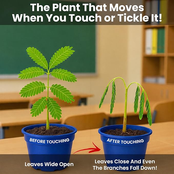 TickleMe Plant Deluxe Family Greenhouse Kit – Grow the Playful Plant that Closes Its Leaves When Tickled! Includes Mini Greenhouse 3 Seed Packets Soil Pellets &amp Pots – Fun Indoor Gardening Gift