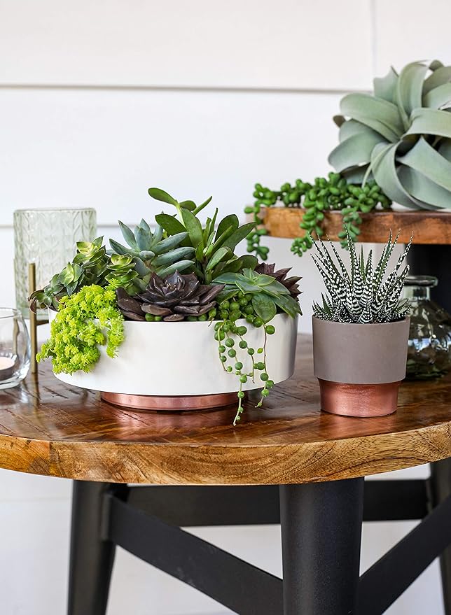 The HC Companies 8 Inch Round Plastic Succulent Capri Bowl Decorative Indoor Flower Succulent Planter Pot with Drain Plug Hole Vanilla Bisque (2 Pack)