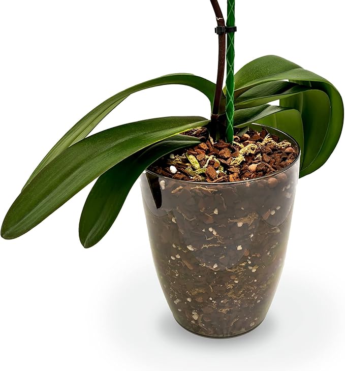 GARDENERA Orchid Soil Mix - 3 Quart - Hand Mixed Premium Classic Sphagnum Moss Potting Soil Mix - for Phalaenopsis Orchid