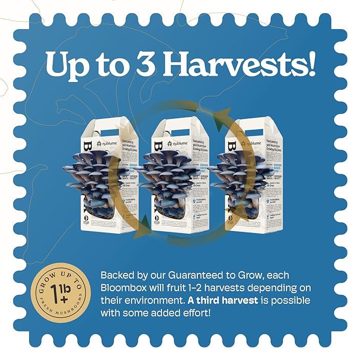 BloomBox Blue Oyster Mushroom Grow Kit – Ready to Fruit Indoor Gardening Gift – Organic Spawn Log for Fresh Fungi in 10 Days – Unique DIY STEM Science Project for Kids &amp Adults – Vegan Meat Substi