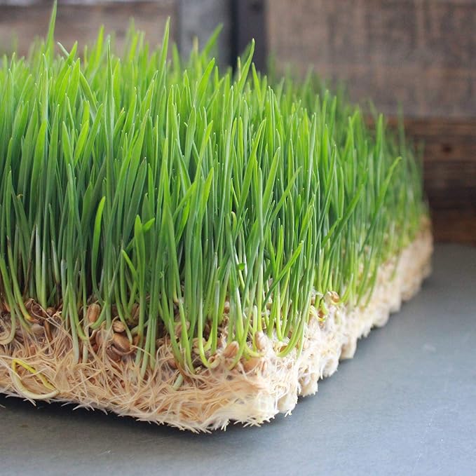Handy Pantry Pro Micro Jute Microgreens Grow Mats 10x20 Inches for 1020 Growing Trays - Pack of 100 Pads - Hydroponic Grow Media for Micro Greens &amp Wheatgrass