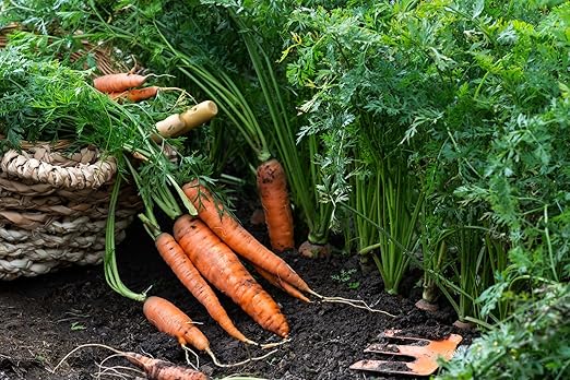 Organic Growing Fertilizer 32 oz CDFA Organic Registered. Plant Care Fertilizer for Vegetable Gardens Like Tomato Cucumber Squash Beans and All Other Plants
