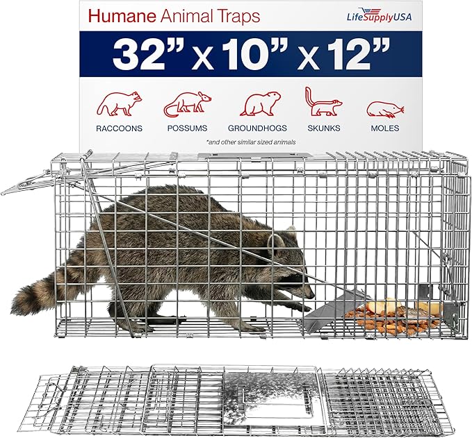 32 Humane Live Animal Trap Collapsible Heavy Duty Cage for Raccoon Possum Cat Trap for Stray Cats Armadillo Groundhog Skunk Squirrel &amp Rabbit Professional Catch &amp Release by LifeSupplyU