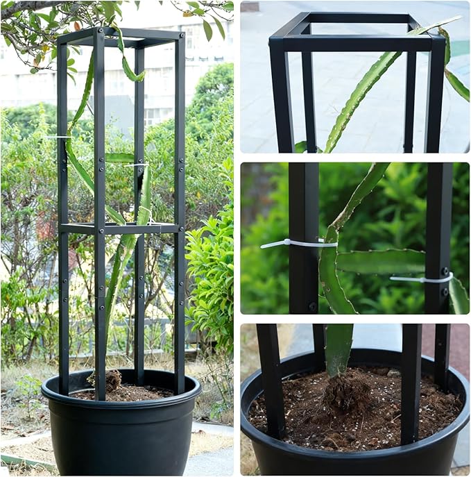 48x12 Inches Dragon Fruit Trellis for Climbing Plants - Premium Quality Metal Support Stand Weather-Resistant &amp Durable for Gardeners and Plant Enthusiasts