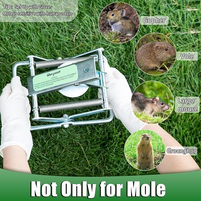 2 Pack Mole Traps That Kill Best Vole Traps Outdoor Use Scissor for Lawns Mole Trap Easy to Set Galvanized Steel Reusable Quick Capture Gopher
