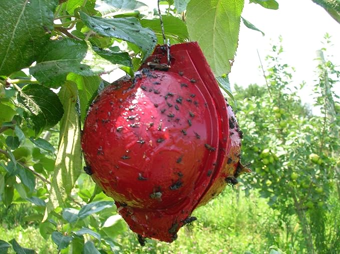 Bailey's Apple Maggot Trap Kit (10-Pack)