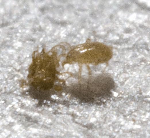 Amblyseius swirskii 25 Sachets with 250 Mites