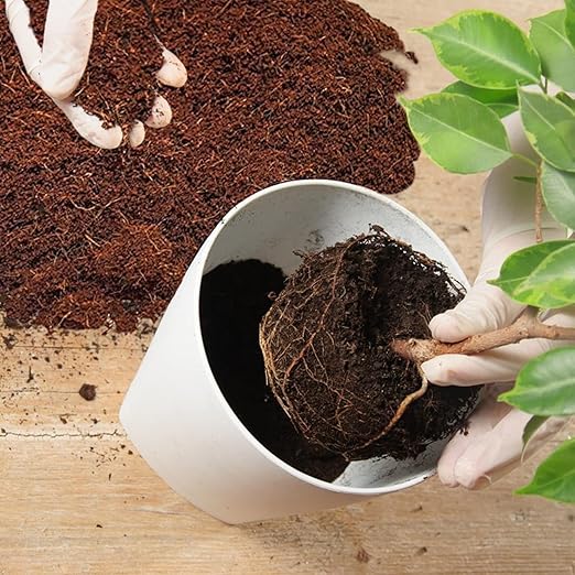 Home and Country Triple Washed Compressed Coco Coir Brick (40 LBS) - Coco Fiber is an Ideal Compost Starter for Your Home Garden. Coco Coir Bricks Provide Organic Alternative to Peat Moss for Plants.