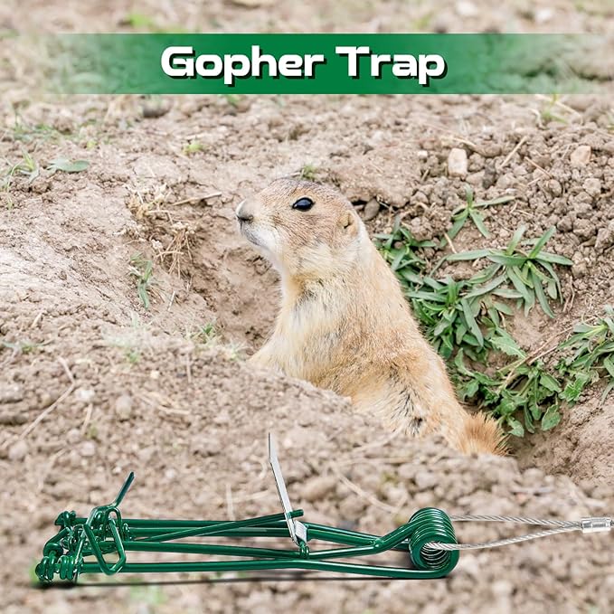 Qualirey 8 Pcs Gopher Trap with Chain Mole Vole Trap Gopher Killer Stainless Steel Weather Resistant for Lawn Garden Farm Outdoor (Green)