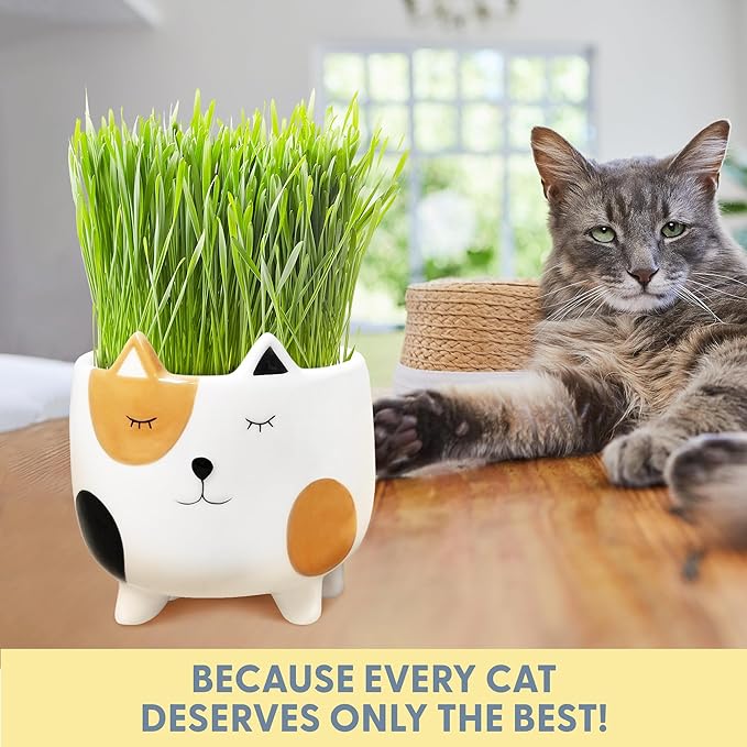 The Cat Ladies Cat Grass for Indoor Cats Cat Grass Growing Kit with Organic Cat Grass Seed Mix Soil and Ceramic Cat Planter Pet Grass for Cats Natural Hairball Remedy Cat Gifts