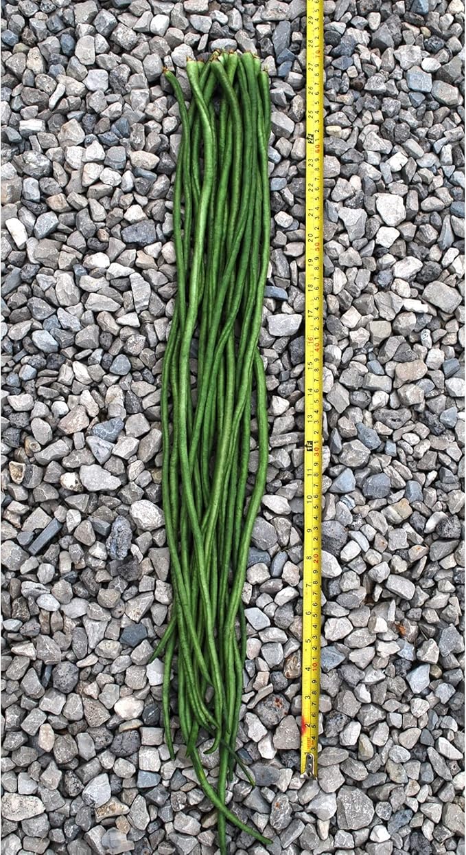 Yard Long Bean - Yu Long Noodle Kin - 4 Oz ~720 Seeds - Non-GMO Heirloom - Asian Garden Vegetable