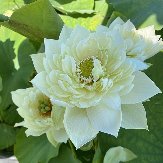 Chalily Aquatic Planting Bundle for Waterlilies Bog Plants Lotus Easy Water Lily Plant Kit Hardy Tropical Waterlily Kit Pond Water Feature Garden Aquatic Soil Pond Plants (4qt Soil 10” Pot)