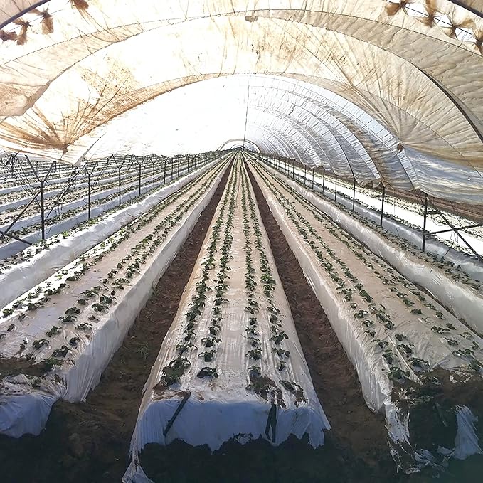 28 ft Wide and 60 ft Long Clear Greenhouse Plastic Sheeting | 6 Mil 4 Year UV Resistant Polyethylene
