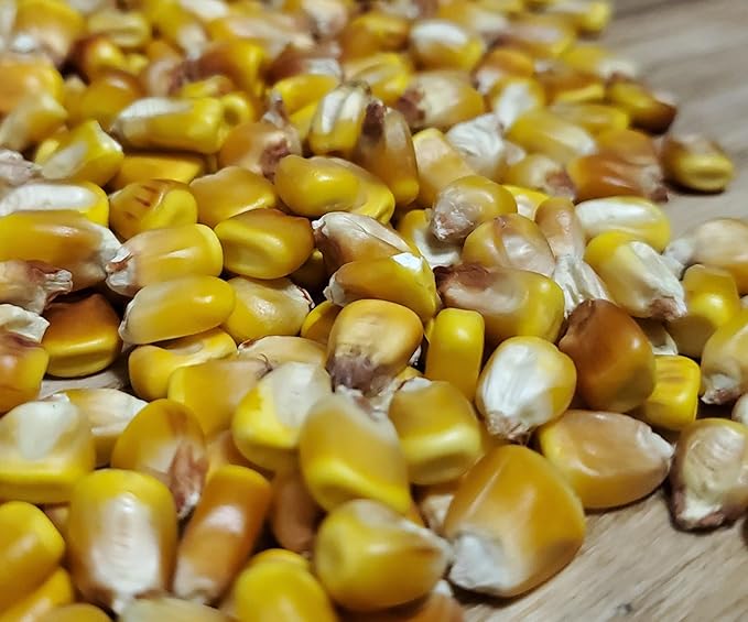 Open Pollinated Seed Corn - Minnesota 13 Organic Grown 5 Pound Direct from Seed Grower