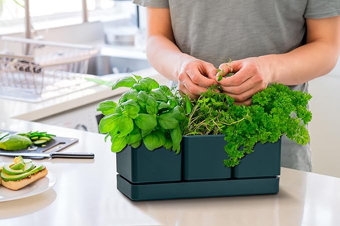 D'vine Dev Herb Garden Planter Set Plastic Plant Pots with Drainage and Saucer Indoor Succulent Cactus Vegetable Pot for Windowsill Garden Balcony Green Set of 1 76-V-C-1