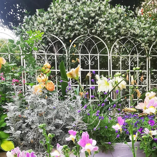 2 Pack Metal Garden Trellis 71 Inch Tall x 19.7 Inch Wide Black Rust Resistant Plant Support for Climbing Vegetables and Flowers (2 Pack-Cream White)