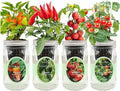 Hydroponic Herb Growing Kit Set Self-Watering Mason Jar Herb Garden Starter Kit Indoor Grow 4 Kinds of Herbs from Seeds (2 Tomato &amp 2 Pepper)