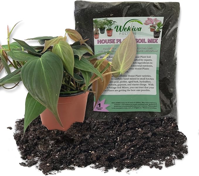 Philodendron Micans and Soil Mix Combo - Live Plant in a 4 Inch Pot with 1 Quart HousePlant Soil Mix - Philodendron 'Micans' with Custom Soil Blend