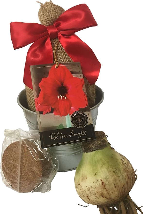 Rustic Tin Red Lion Amaryllis Holiday Gift Growing Kit Deluxe Edition. Includes a Rustic Silver Pot 1 Large Bulb a Burlap Gift Bag and Professional Growing Medium