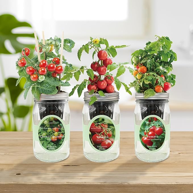 Hydroponic Mason Jar Indoor Garden Organic Seed Starter Kits - Tomato Trio Garden Growing Kits Gardening Gift (Red Robin Tomato Cherry Tomato - Tiny Tim Sweetie Cherry Tomato)