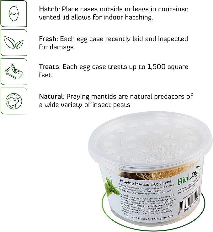 Praying Mantis Egg Cases - 2 Extra Large Cases