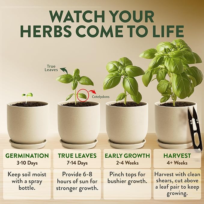 HOME GROWN Indoor Organic Herb Garden Kit Unique Valentines Day Gift for Adults Men &amp WomenGrow 4 Herb Seeds for Kitchen Window GardenBeginner DIY Hobby Gardening Gift for Plant Lovers Mom &