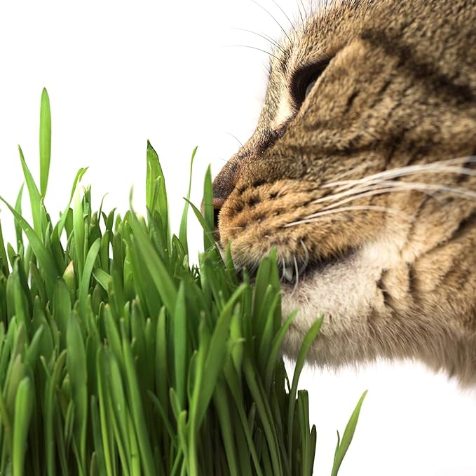 Organic Wheatgrass Growing Starter Kit - Grow &amp Juice Wheat Grass - Includes Non-GMO Organic Wheatgrass Seeds - for Healthy Wheatgrass Shots Home Garden and Cat Grass