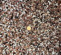 Special Blend Cactus &amp Succulent Soil Mix w/Lava Pumice Turface &amp Sand - Small 2.5 quarts