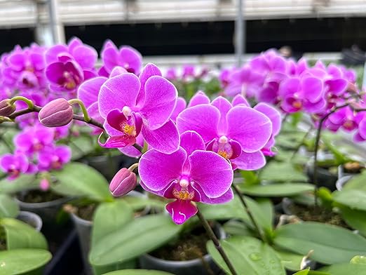 Peters Professional Bloom Booster 10-30-20 3 pounds. Water Soluble Fertilizer with Micronutrients.