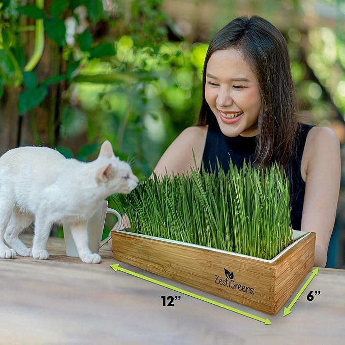 Self-Watering Cat Grass Kit – Grow Fresh Living Cat Grass at Home in 5–7 Days | No Soil No Mess | Organic Wheatgrass Seeds | Large Reusable Indoor Tray