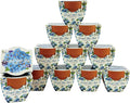 BUZZY Seeds Mini Terracotta Pots 12-Pack Daydream Forget-Me-Not Flowers All-in-One Seed Starter Kits Indoor Outdoor Gardening Gift Wedding Favors Seeds for Planting Flowers