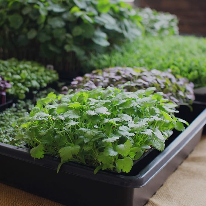 Minute Soil - Compressed Coco Coir Fiber Grow Medium - 3 Bricks = 4.5 Gallons of Potting Soil - Seed Starting Gardening House Plants Flowers Microgreens Wheatgrass - Add Water - Peat Free - OMRI