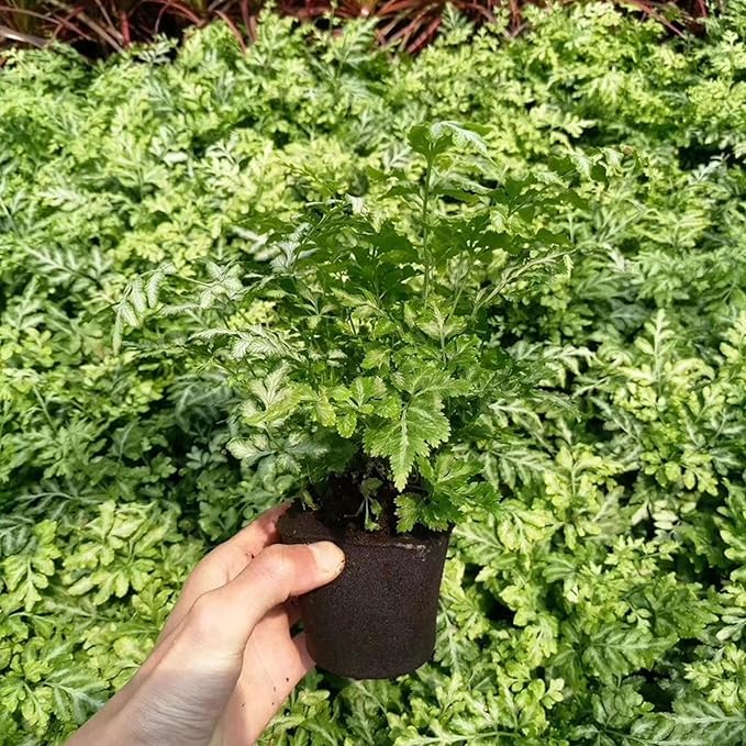 50PCS Seedling Block Compressed Nutrient Block Potting Soil Discs Pellet for Promotes Vegetables and Flowers Growth (HRD-TN0719)