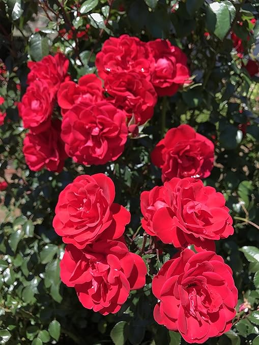 Peters Professional Bloom Booster 10-30-20 3 pounds. Water Soluble Fertilizer with Micronutrients.