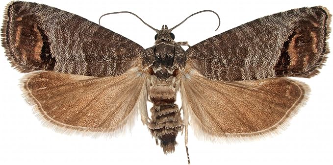 VivaTrap VT-106 Codling + Oriental Fruit Moth Trap &amp Lure (2 Pack 8 Week)