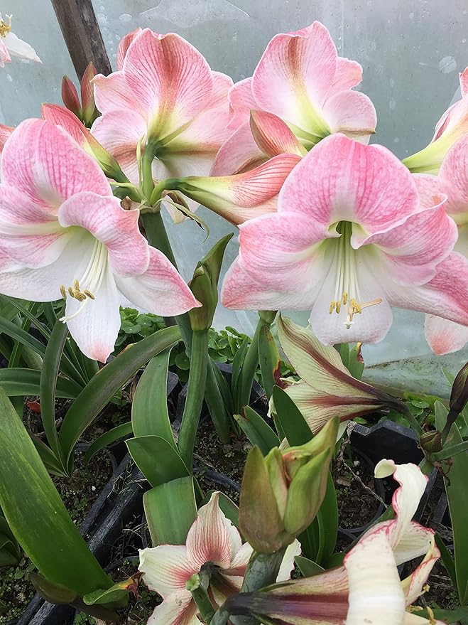 Amaryllis Holiday Gift Growing Kit. Includes: Big Apple Blossom Bulb Plastic Pot and Saucer and Professional Growing Medium