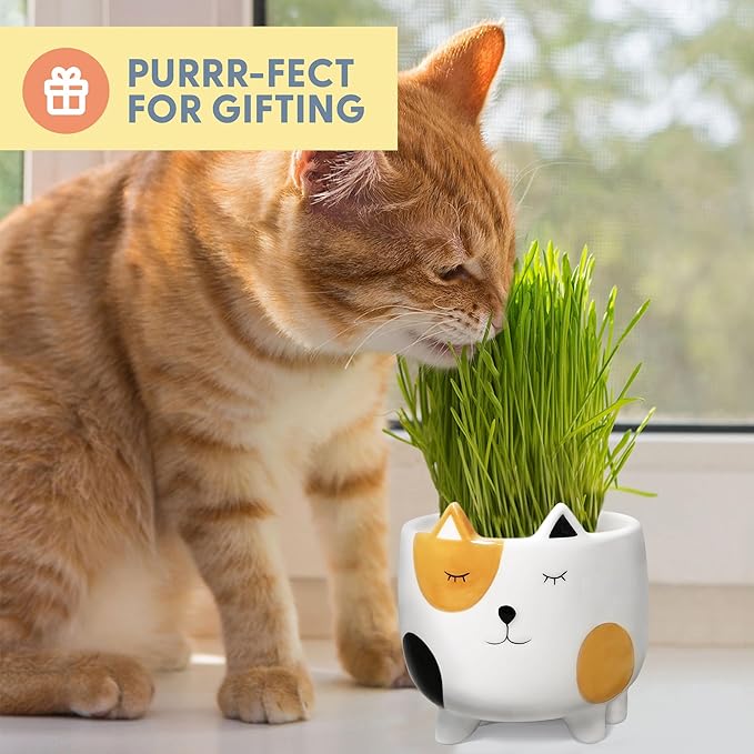 The Cat Ladies Cat Grass for Indoor Cats Cat Grass Growing Kit with Organic Cat Grass Seed Mix Soil and Ceramic Cat Planter Pet Grass for Cats Natural Hairball Remedy Cat Gifts
