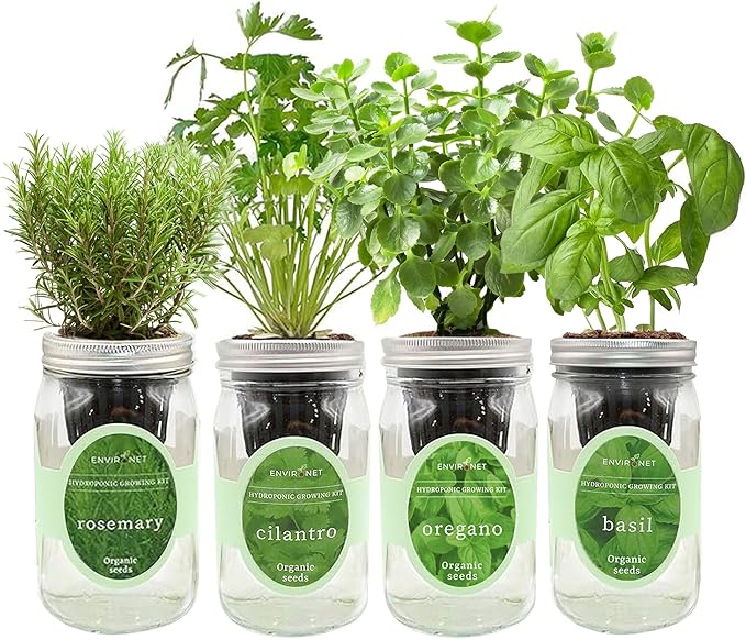 Hydroponic Mason Jar Organic Herb Seed Starter Kits - Mediterranean Herb Mix Growing Kits Windowsill Herb Garden Gardening Gift (Rosemary Cilantro Oregano Basil)