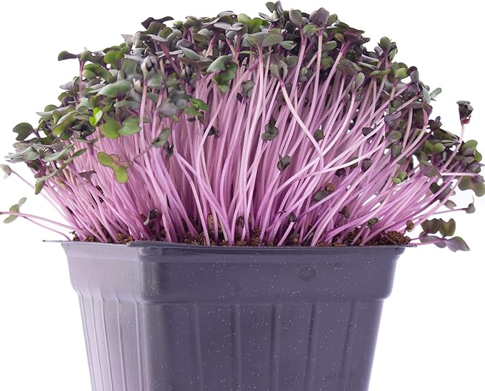 Red Cabbage Microgreens Seeds - 5 Lb ~544000 Seeds - High Germination Premium Non-GMO Seeds for Growing Red Cabbage Micro Greens