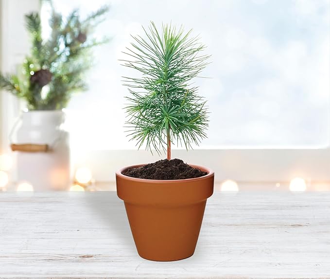 BUZZY Seeds Holiday Mini Spruce Kit 12-Pack – Terracotta Pots with Bear Penguin and Snowman Designs All-in-One Tree Seed Starter Set Stocking Stuffer Party Favor