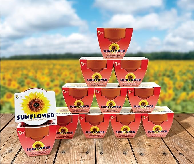 BUZZY Seeds 12-Pack Sunflower Mini Grow Pots – All-in-One Terracotta Flower Starter Kit with Growing Medium DIY Gardening Wedding and Shower Favors