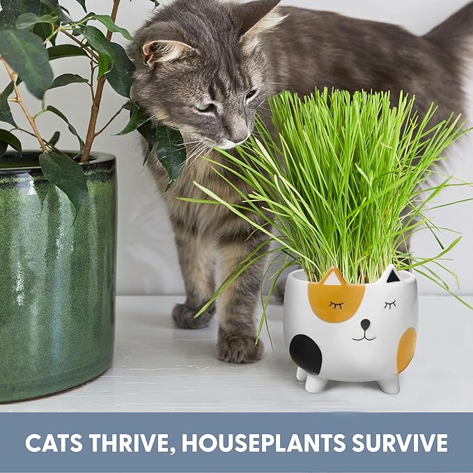 The Cat Ladies Cat Grass for Indoor Cats Cat Grass Growing Kit with Organic Cat Grass Seed Mix Soil and Ceramic Cat Planter Pet Grass for Cats Natural Hairball Remedy Cat Gifts