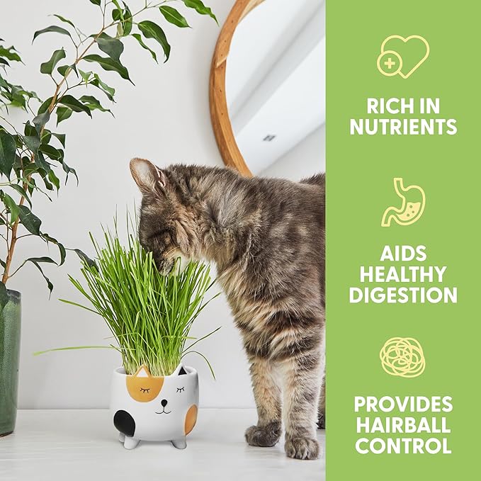 The Cat Ladies Cat Grass for Indoor Cats Cat Grass Growing Kit with Organic Cat Grass Seed Mix Soil and Ceramic Cat Planter Pet Grass for Cats Natural Hairball Remedy Cat Gifts