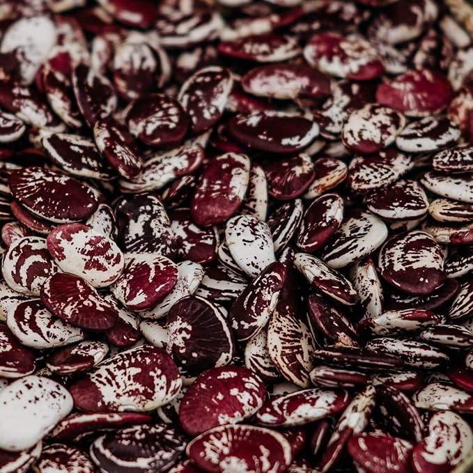 Christmas Speckled Lima Bean - 8oz Bulk (~200 Seeds) - Heirloom Butter Bean Variety USA-Grown Non-GMO Butterbean Seeds for Planting Outdoors in The Home Garden Thresh Seed Company