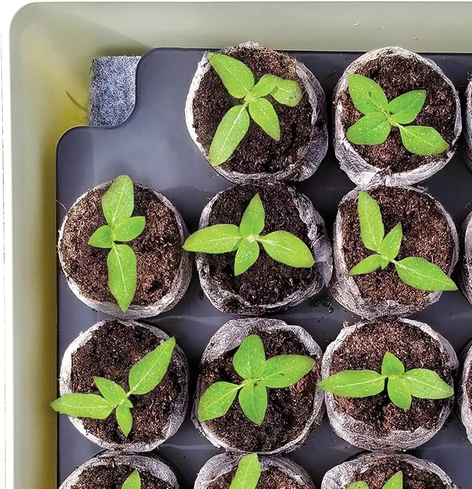 Jiffy Seed Starter Tray Kit - Self-Watering High Germination Rate Seedling Tray - 2 Pack Peat/Plastic